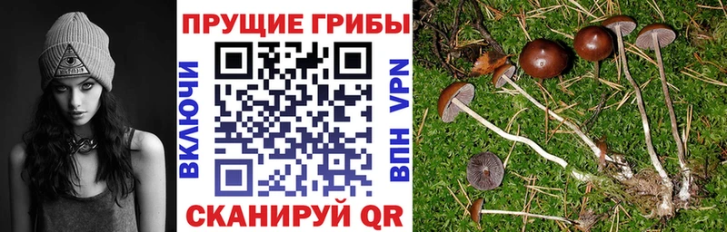 Псилоцибиновые грибы Psilocybine cubensis Среднеколымск